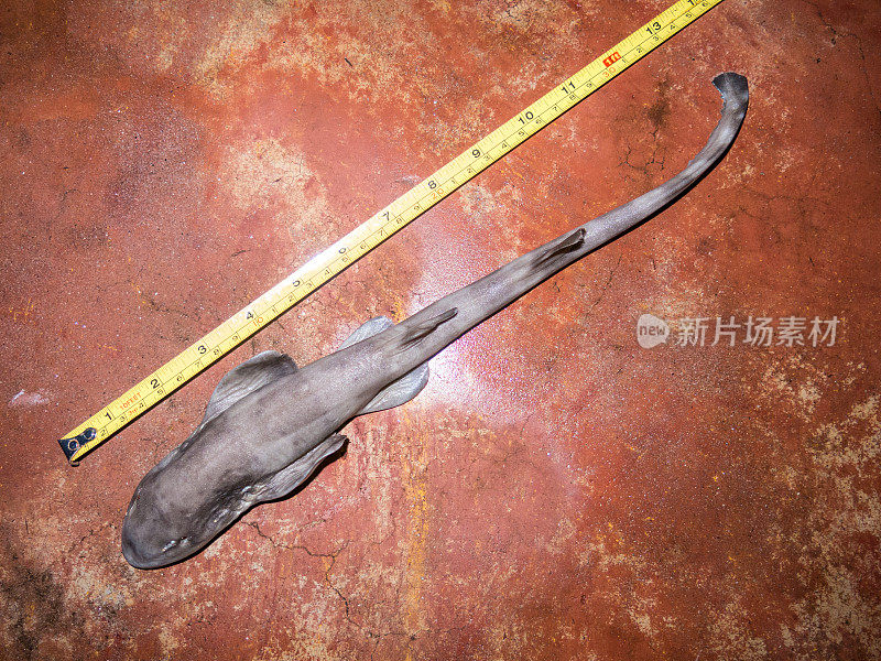 死褐带竹鲨(Chiloscyllium punctatum)